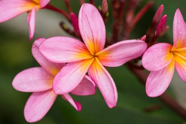 ピンクのプルメリアの花のクローズ アップ — ストック写真