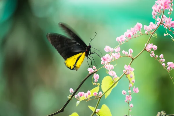 Schmetterling oder troides helena ernähren sich von rosa Blüten, während sie ihre Flügel flattern lassen. Stockbild