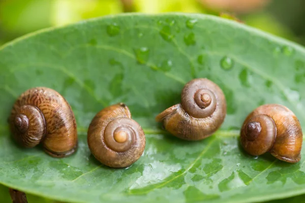 Garden snails play dead by shutting their aperture with the operculums. — Stock Photo, Image