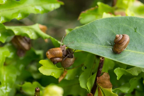 Garden snails upside down close-up — Stock Photo, Image