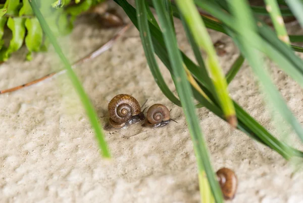 Ślimaki ślimaki ogrodowe z operculums wyścigi po deszczu. — Zdjęcie stockowe