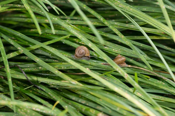 Escargots de jardin avec opercules glissant sur les herbes après la pluie — Photo