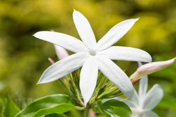 ジャスミンの花の極端なクローズ アップ — ストック写真