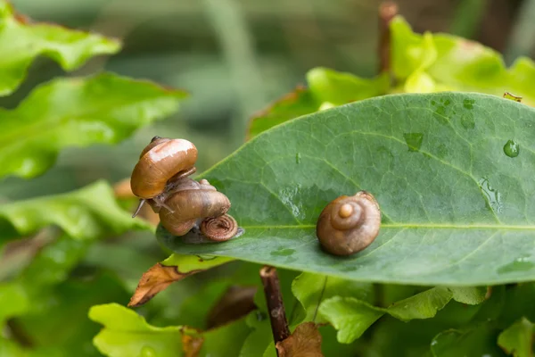 Um caracol está em cima de outro caracol com operculum enquanto desliza — Fotografia de Stock