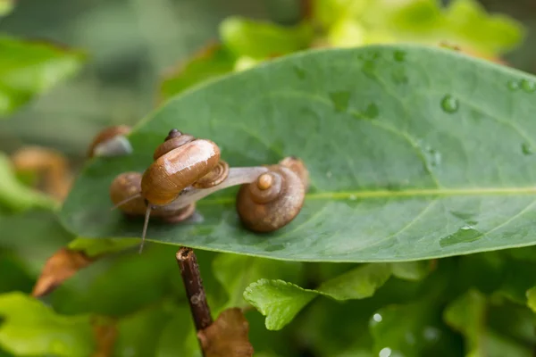 Snail with operculum stretches forward onto another snail — Stock Photo, Image