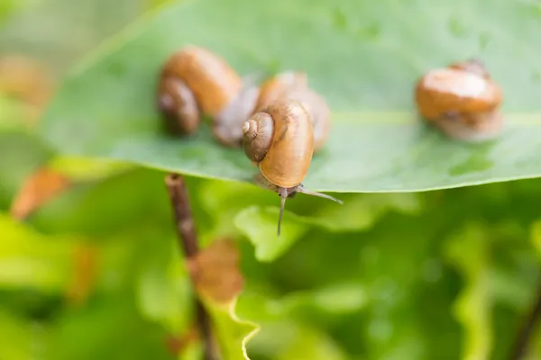 Petit escargot de jardin regardant de près — Photo