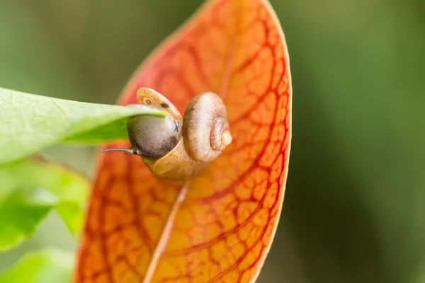 Upside down snail with operculum close-up — Stock Photo, Image