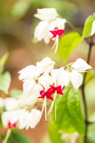 Vinha do coração sangrando ou flores Clerodendrum Thomsoniae extremo de perto — Fotografia de Stock