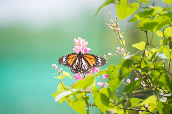 Mariposa tigre venosa negra sobre flores de vid de coral rosa — Foto de Stock