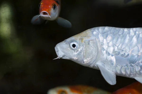 Weiße Koi-Karpfen aus nächster Nähe — Stockfoto