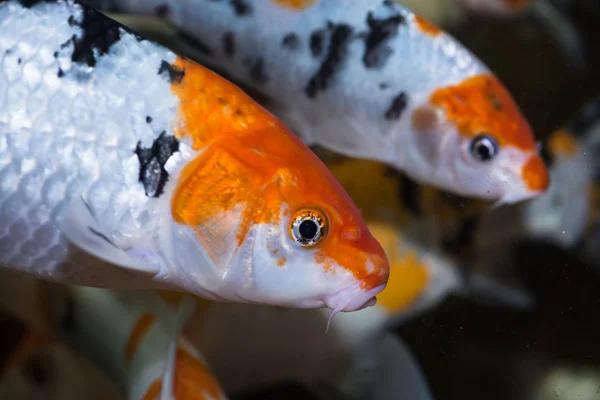Pesci carpa Koi da vicino — Foto Stock