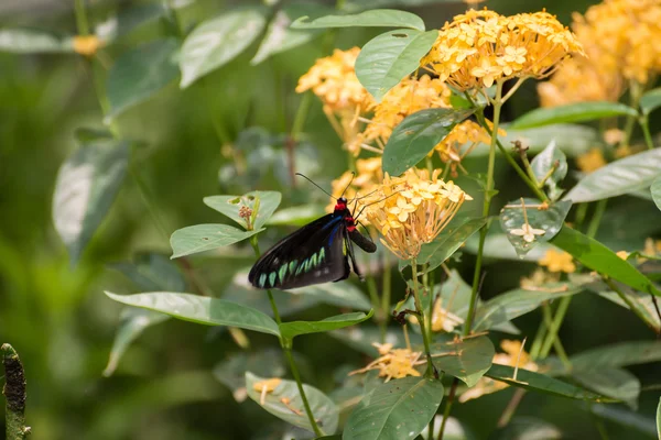 Rajah Brooke borboleta alimentando-se de flores Ixora fechar — Fotografia de Stock