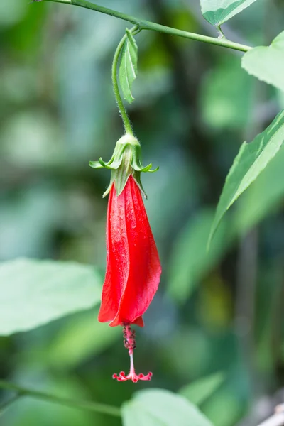 Sleeping hibiscus flower or Malvaviscus arboreus close up — Stock Photo, Image