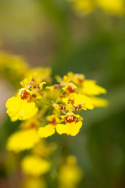 Tanzende Dame Orchidee oncidium extreme Nahaufnahme — Stockfoto