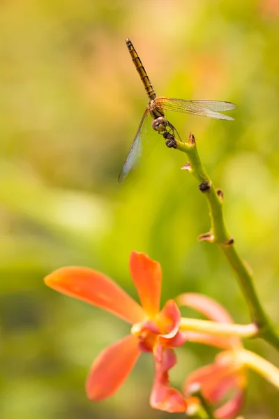 蜻蜓停栖在兰花干上关闭 — 图库照片