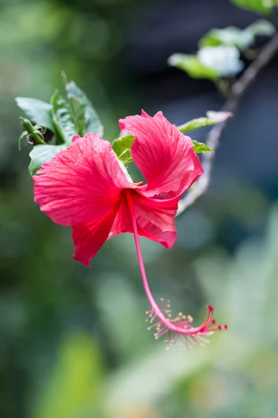 ハイビスカスの花が閉じる — ストック写真