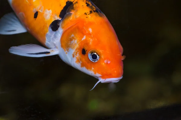 Koi carp fish extreme close up — Stock Photo, Image
