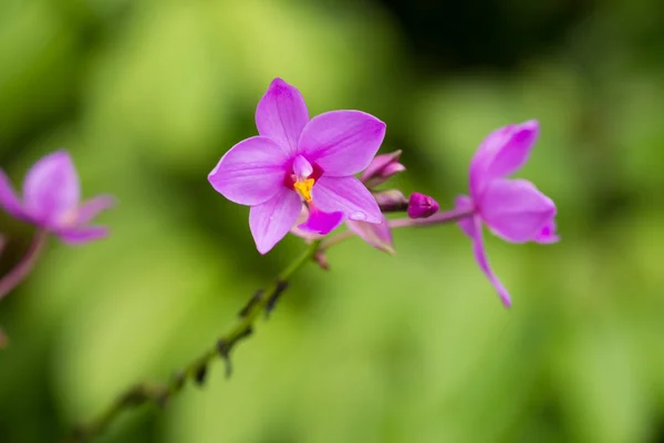 Orquídea de Spathoglottis Plicata no jardim. Também é conhecido como — Fotografia de Stock
