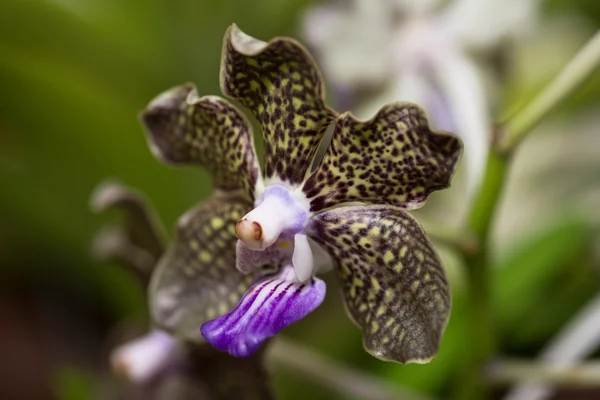 Vanda Mimi Palmer orquídea extremo de perto — Fotografia de Stock