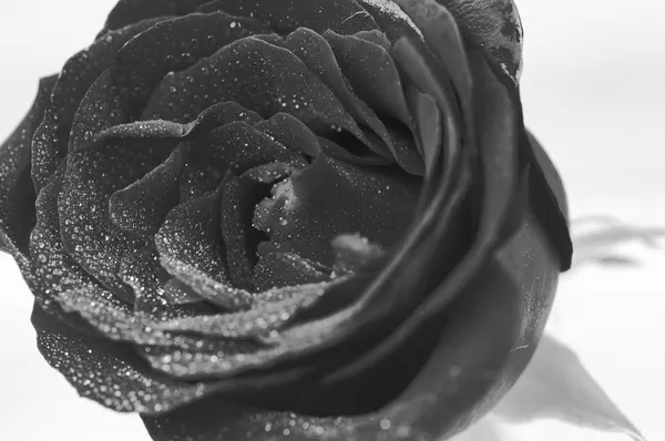 Rosa roja negra y blanca con gotas de agua relucientes de cerca —  Fotos de Stock