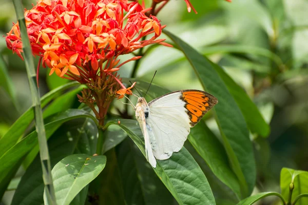 Grande farfalla punta arancione su fiori di Ixora — Foto Stock