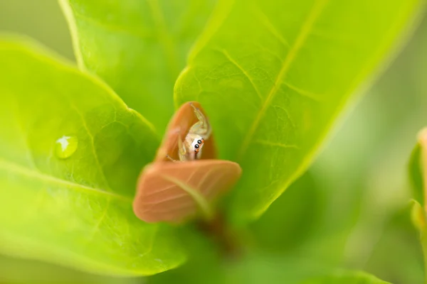 Female Epocilla calcarata jumping spider hiding in between the leaves — Stock Photo, Image