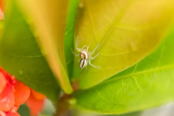 Femme Epocilla calcarata araignée sauteuse sur feuille gros plan — Photo