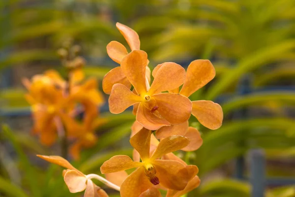 Orange Mokara orkidéer — Stockfoto