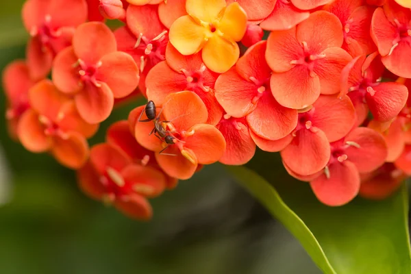 Ant op ixora Prins van oranje bloemen — Stockfoto