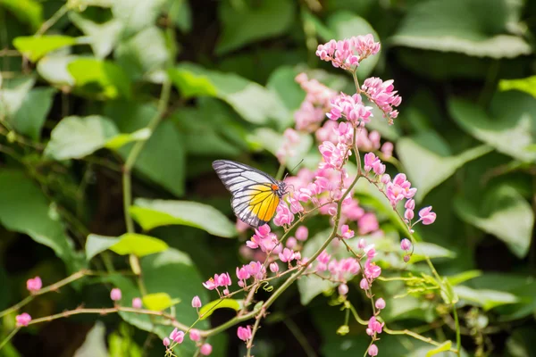 Macchia Rossa Farfalla dente di sega su fiori rosa — Foto Stock