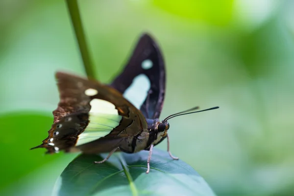 常见纳瓦布蝴蝶在一片叶子极端上的关闭 — 图库照片