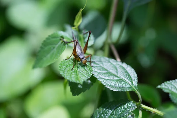 Cricket on a leaf — Stock Photo, Image