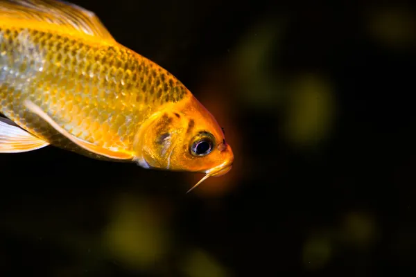 Golden Koi fish in an aquarium — Stock Photo, Image