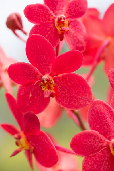Czerwony vanda orchidea w pionie Zobacz z bliska — Zdjęcie stockowe