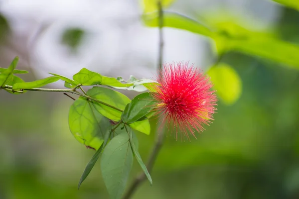 Red Powder Puff flower close up — Stock Photo, Image