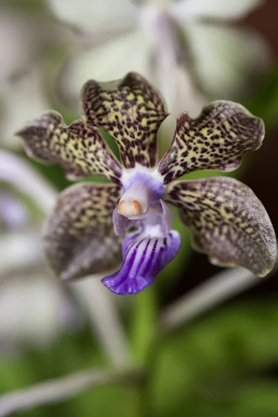 Vanda perfumada Mimi Palmer orquídea de perto — Fotografia de Stock