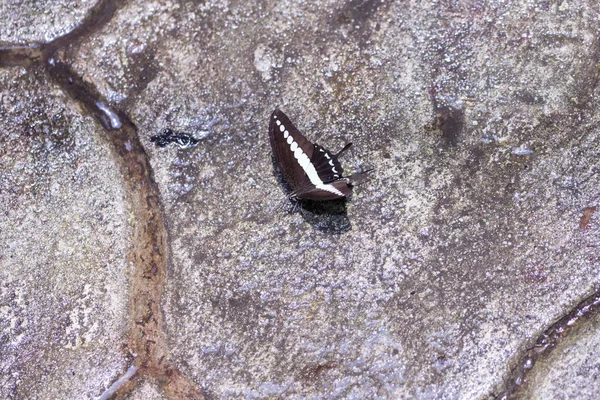 Un papillon hirondelle baguée flaque d'eau sur la chaussée de pierres mouillées — Photo