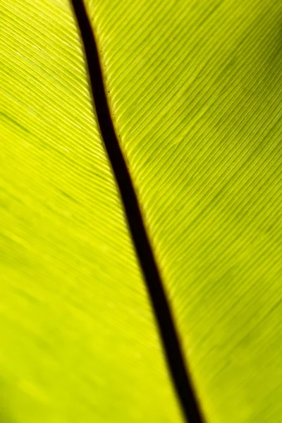 Close Bird Nest Fern Prominent Dark Brown Midrib Frond Texture — Stock Photo, Image