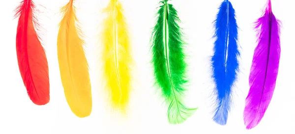 Lgbt虹色の羽 — ストック写真