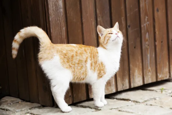 dışarıda genç kedi