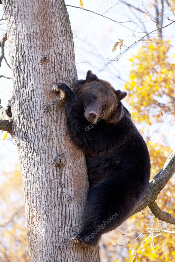 Brown bear in the tree