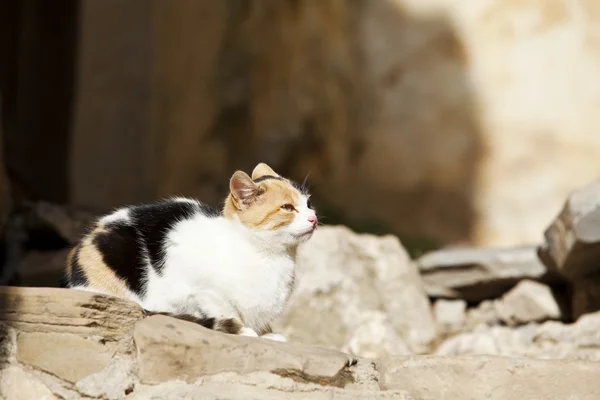 güneşin tadını genç kedi