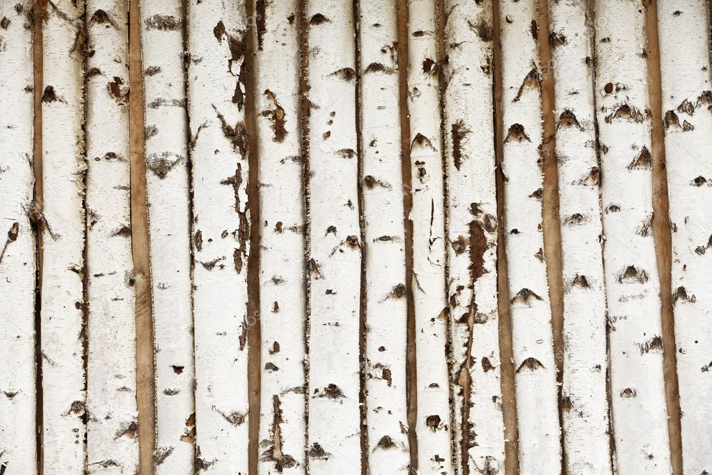 Birch wood texture