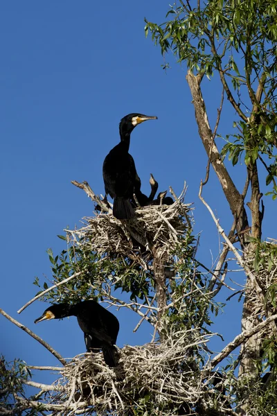 Nest karabatak