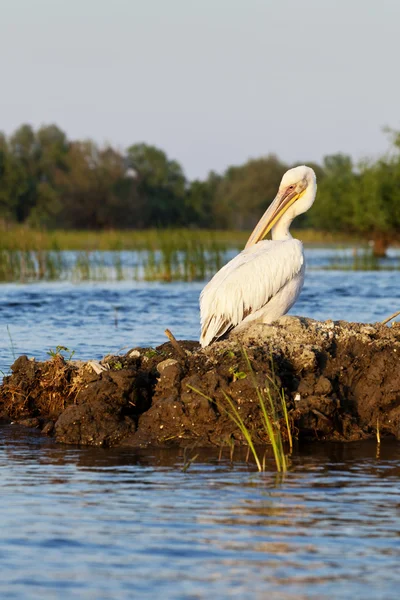 Pelícano aseo al atardecer en el Delta del Danubio —  Fotos de Stock