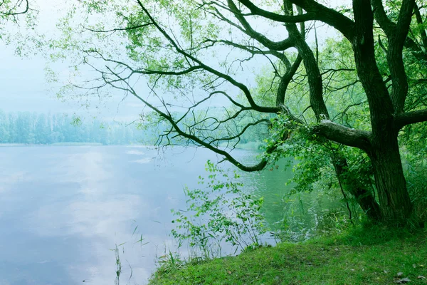 Moody landscape with old tree and lake in the morning as nature background wallpaper scenery — Stock Photo, Image