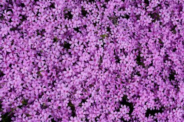 mor çiçekler tam görüntü arka plan kullanabilirsiniz