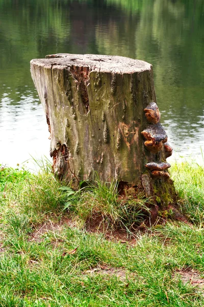 Tronco de madeira na grama e fundo de água — Fotografia de Stock