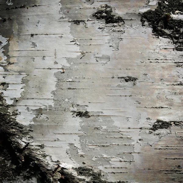 Birch bark texture as grunge background — Stock Photo, Image