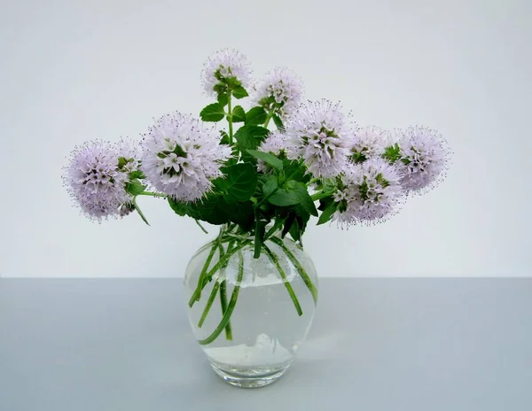 Watermint Mentha Aquatica Flowers Small Glass Vase — Stock Photo, Image